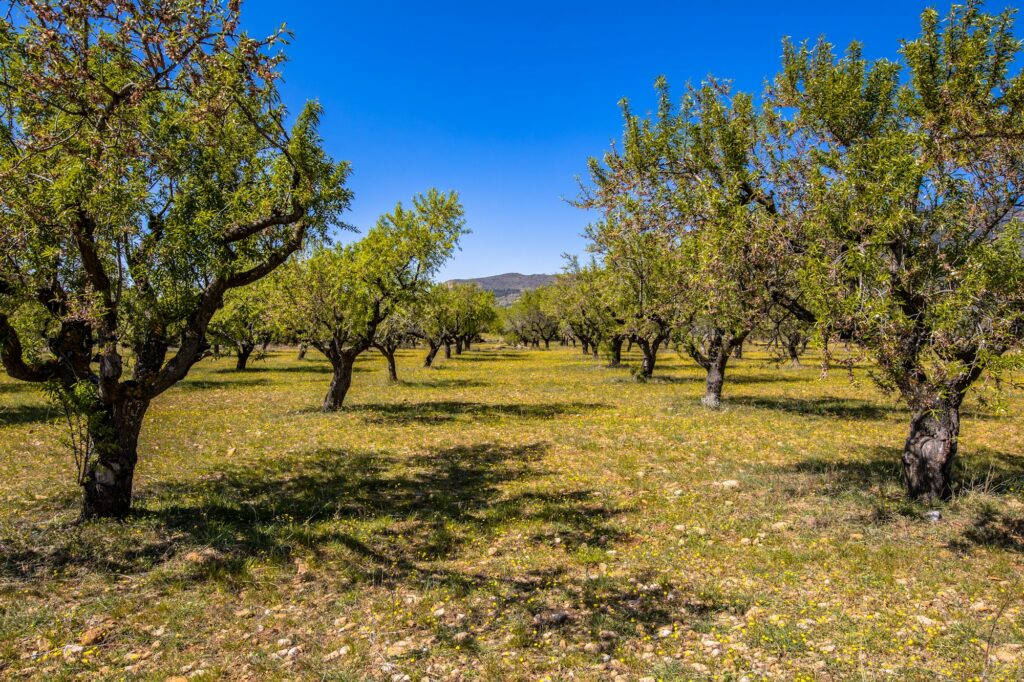 Old Olive grove Spain