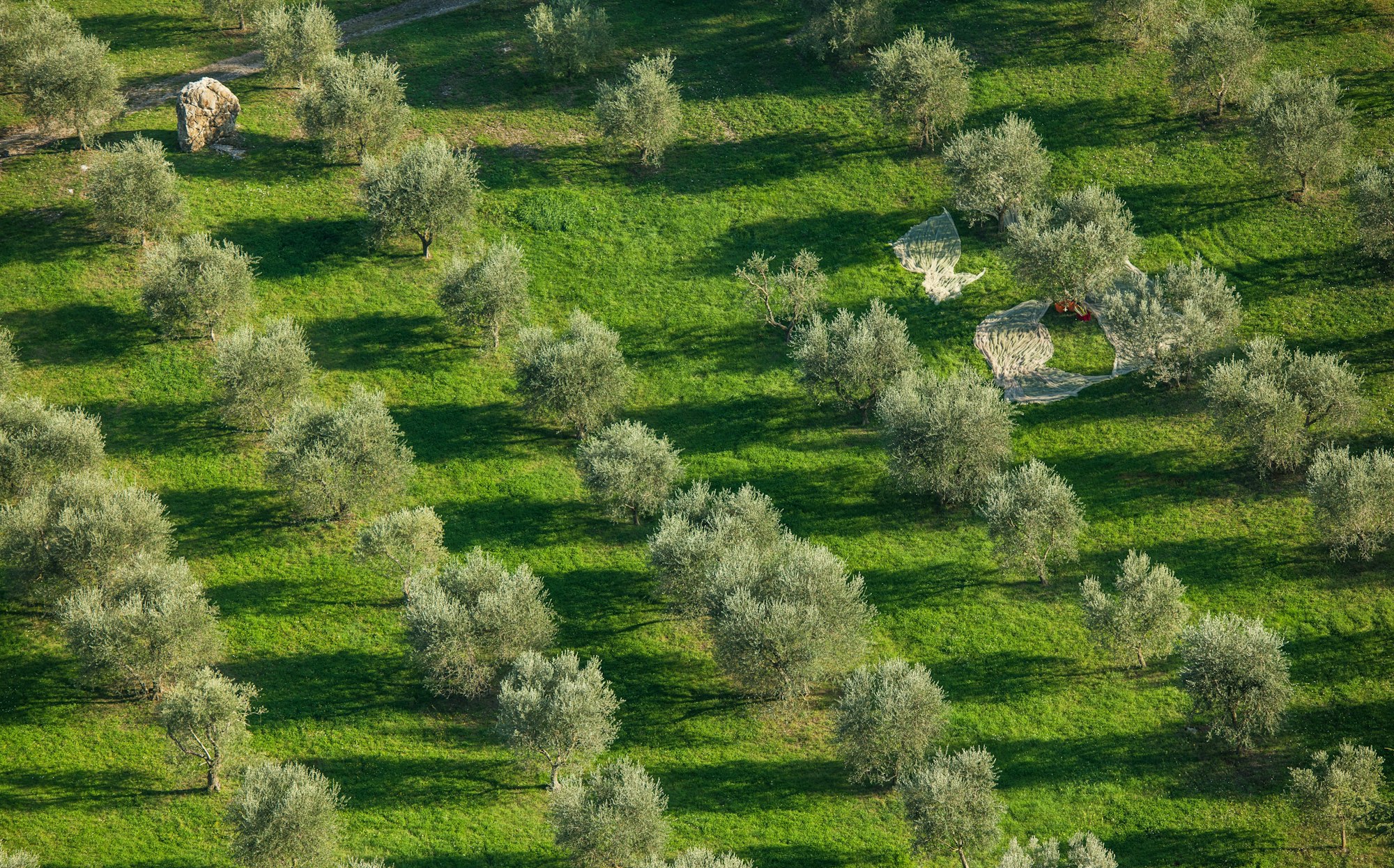 Olive Grove Harvesting