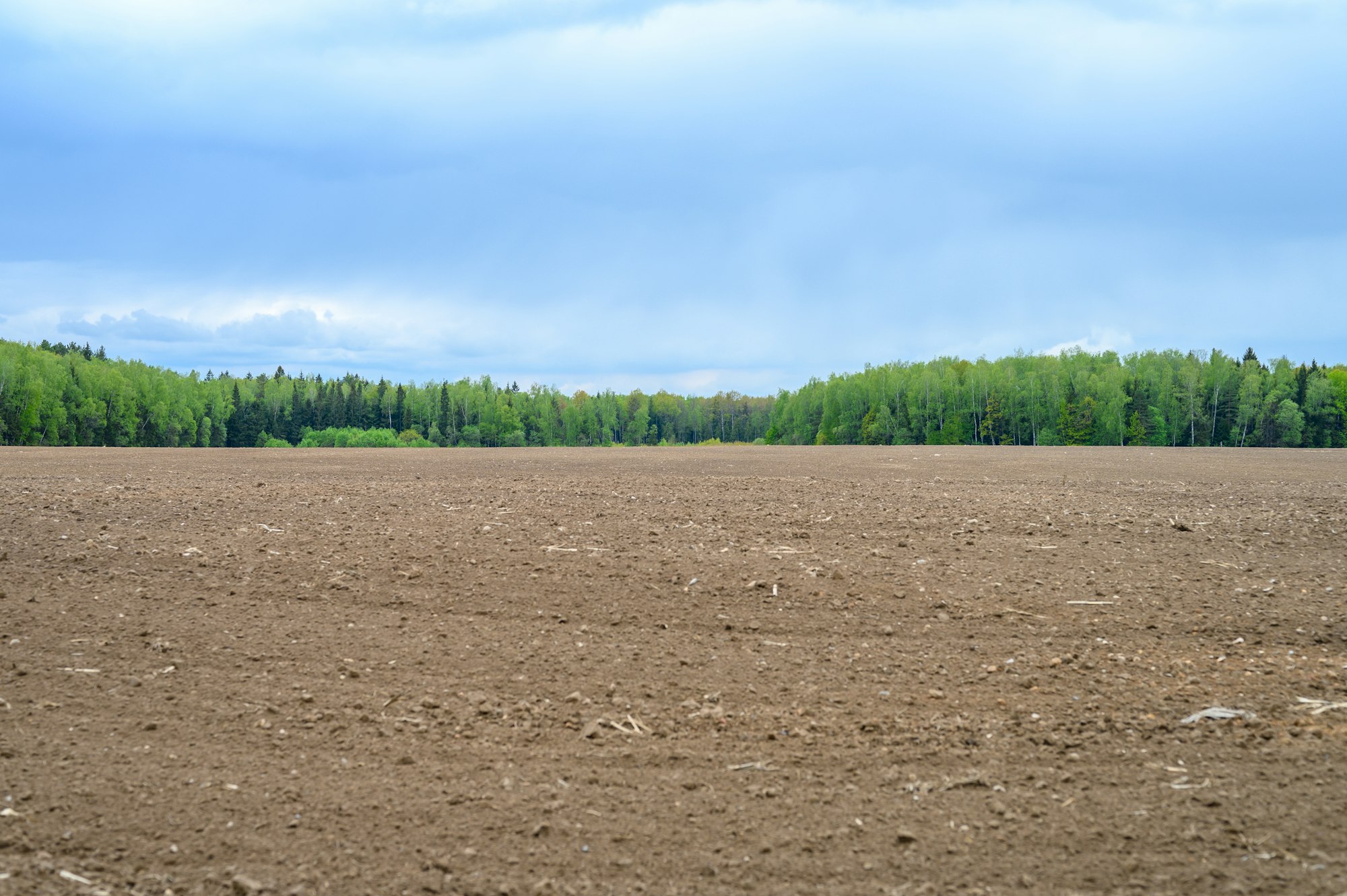 rustic summer flat landscape. plowed land in a field, a mixed forest and a blue sky with clouds